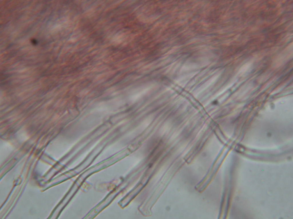 Da determinare...!!! (Radulomyces molaris)
